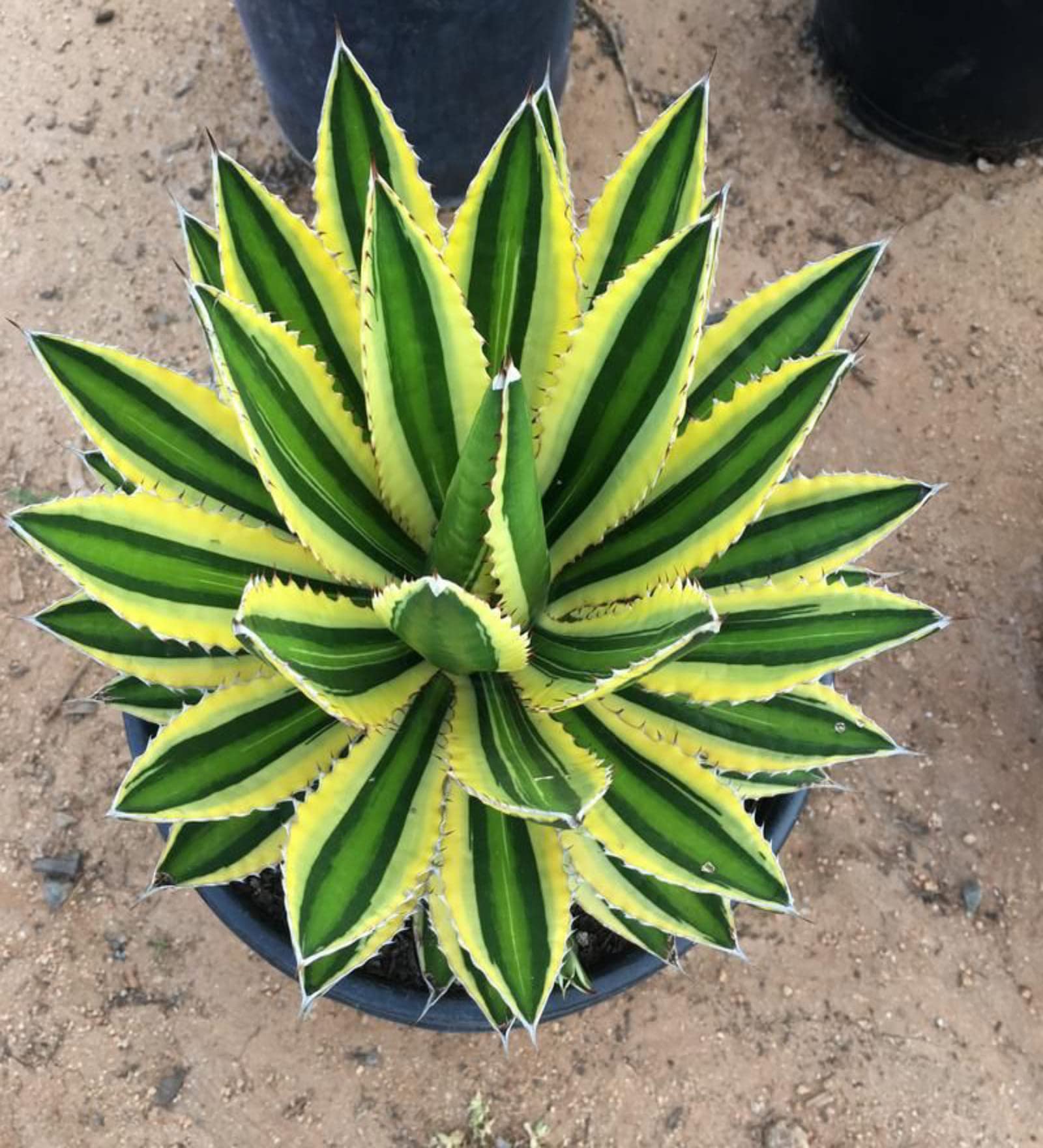 Agave Lophantha plant grown from seeds with spiky green leaves and yellow edging
